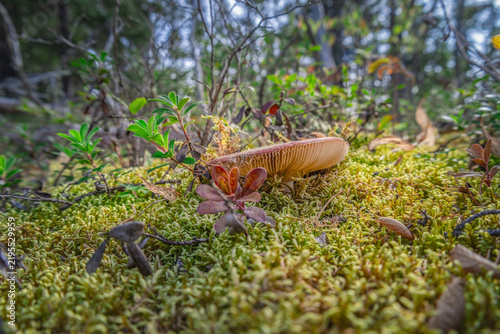 Картината върху платно Mushroom growing in green forest moss ground