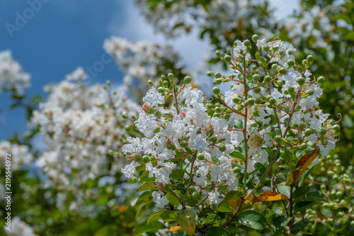 Bild auf Leinwand 白いサルスベリの花