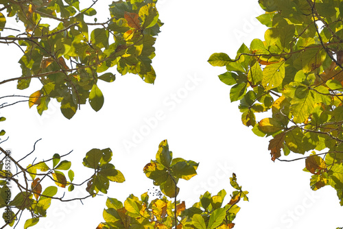 Teak Tree Leaves Framing Isolated on transparent Background