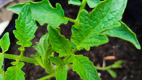 Close-up of young tomato leaves showing fresh green foliage and healthy vegetative growth