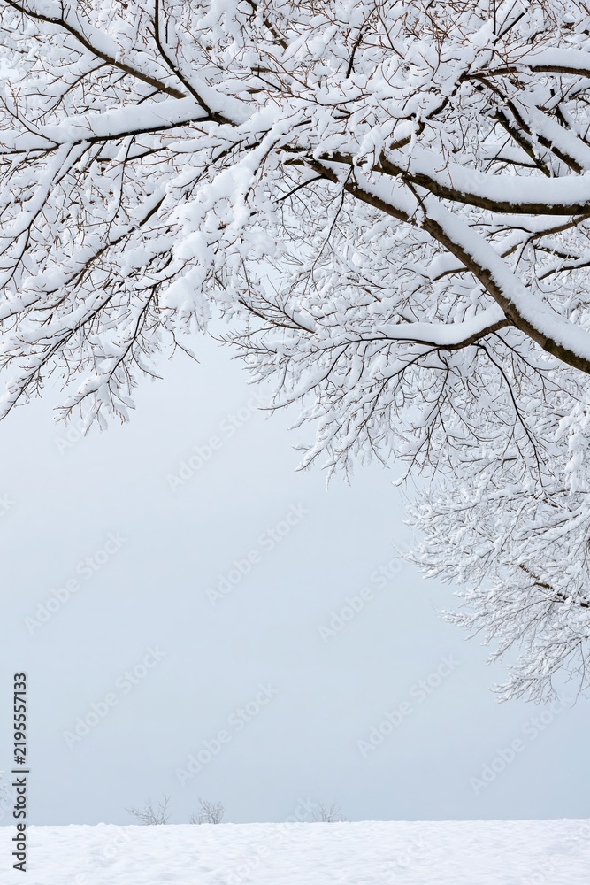 Fototapeta premium Snow laden bare tree branches against pale winter sky