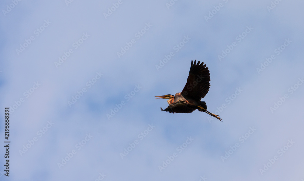 Fototapeta premium Red heron, Ardea purpurea, in flight over a swampy natural environment in Eastern Europe in summer