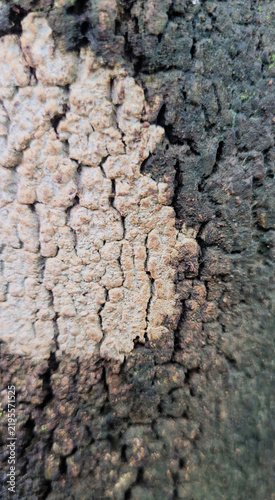 Black and white bark