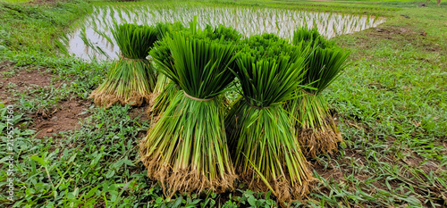 Rice seedling