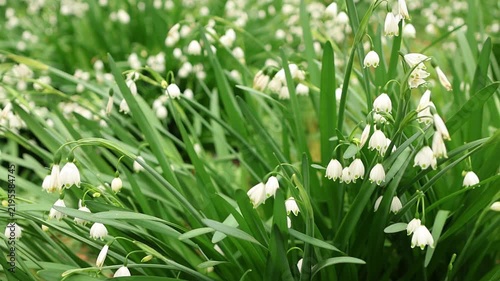 Close-up of blooming Leucojum flowers with small white bells surrounded by long green leaves. Peaceful spring nature scene for garden, flora and botanical backgrounds.