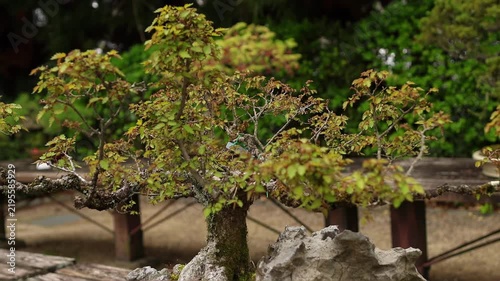 Japanese bonsai tree displayed on a stone stand, with delicate branching, fresh green leaves and a peaceful garden background. Traditional horticulture and Zen-inspired nature concept.