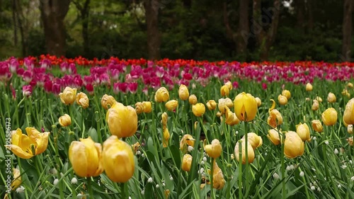 Colorful tulip field in spring with yellow flowers in the foreground and red and pink tulips behind. Bright botanical garden landscape for nature, travel and seasonal themes.