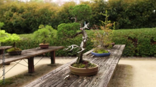 Traditional Japanese bonsai composition with a small ornamental tree, natural stone base and soft garden background. Elegant botanical scene for culture and horticulture themes.