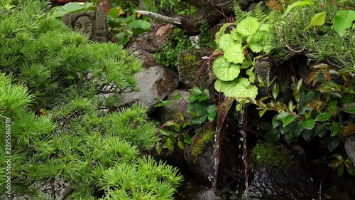 Small waterfall flowing into japanese dark garden pond, surrounded by lush green plants, mossy rocks and soft natural light. Peaceful nature and relaxation background.