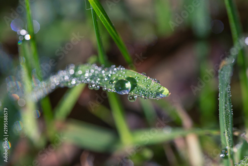фотографія Macro Shot of Sparkling Morning Dew Drops on Fresh Green Grass Blade in Sunlight