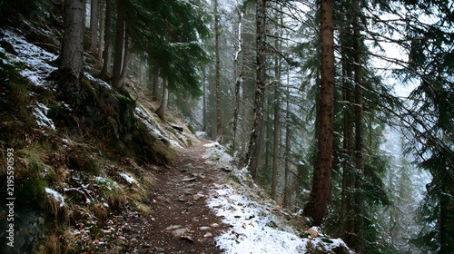 Forest hiking trail with light snow and misty conifers
