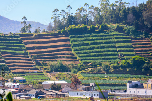 Terraced fields rise gently against a clear sky at Dieng Wonosobo. Green and brown stripes form a rhythmic, natural pattern. Small village sits nestled among the hills below. Trees frame distant slope