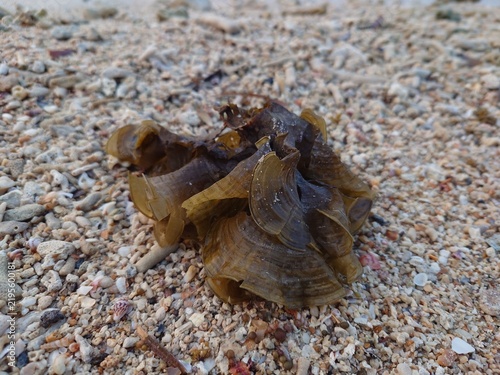 Картината върху платно Dried brown seaweed algae debris on coral sand beach, close-up marine botanical