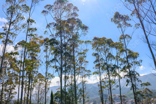 Tall trees stand against a clear blue sky. Foliage sways gently in the mountain breeze. Distant hills frame the peaceful forest scene. Sunlight filters through the leaves, casting dappled shadows