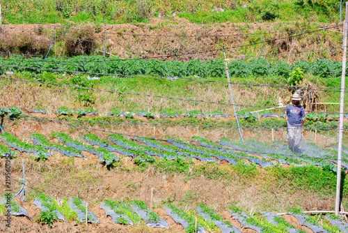 Farmer walks through rows of young crops. Green fields stretch behind rows of growing plants. Sunlight glints on soil and leaves. Farmer wears wide-brimmed hat for shade