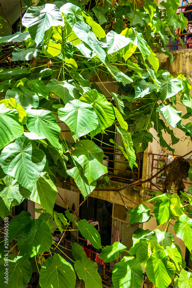 Fototapeta premium Tropical Panorama View From Window Over Patong And Lush Green Nature Phuket Thailand.