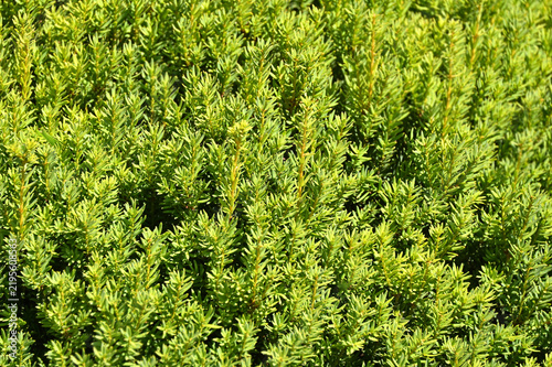 Taxus (Yew) plant, close-up as backdrop
