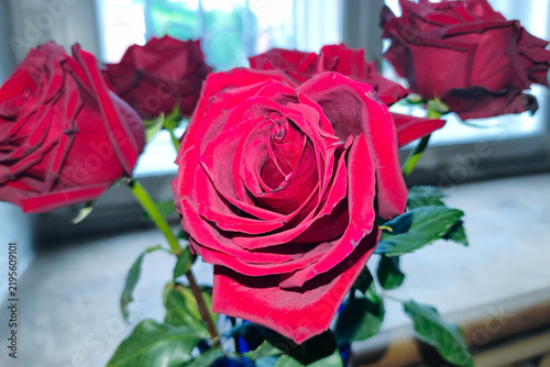 A bouquet of five red roses set against a window. One is in close-up, while the others are blurred.