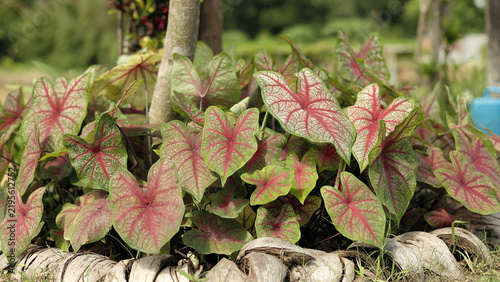 Canvastavla Lush Caladium Bicolor Heart Of Jesus Plants With Bright Red Veins