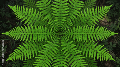 Lush green fern leaves growing densely in natural outdoor forest setting