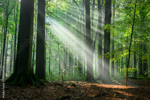Sunny morning in the forest