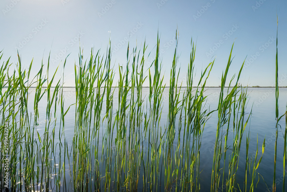 Obraz premium Tall Reeds Standing Against Open Water, Natural Greens