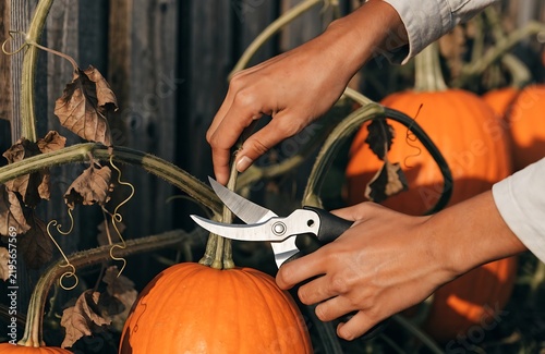 Person using garden shears to cut a fresh pumpkin stem in a pumpkin patch during autumn