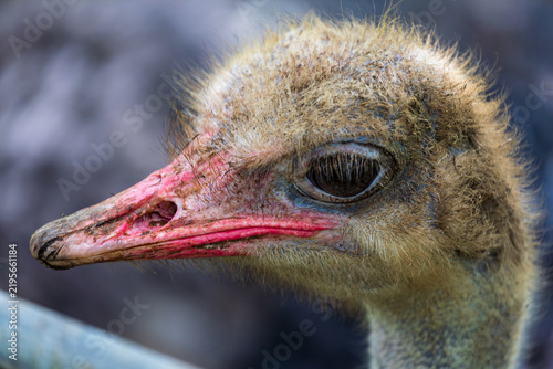 Foto Close Portrait of an Ostrich at Nago Zoo