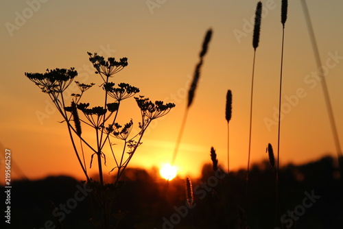 Umbel plant and grass silhouettes against an orange sunset