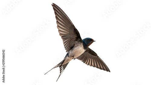 Fotografía Small swift swallow bird flying in the air isolated on transparent background