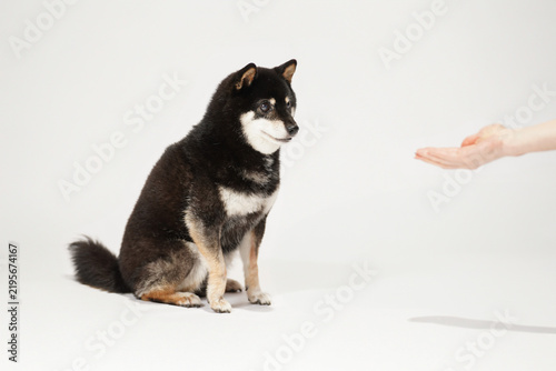 白背景のスタジオで飼い主の手からおやつをもらう黒柴、見上げながらご褒美を食べる柴犬と人のふれあいイメージ