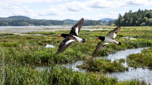Two Eurasian Oystercatchers Flying Over Coastal Marshland and Wetland Nature Reserve