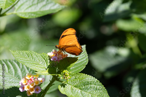 Fotografía Julia Butterfly Feeding on Pink and Yellow Lantana Flowers