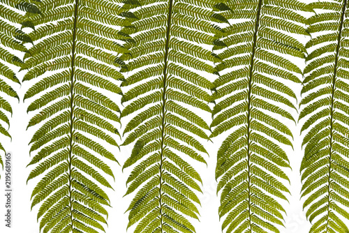 Green tropical fern leaves hanging border isolated on transparent background