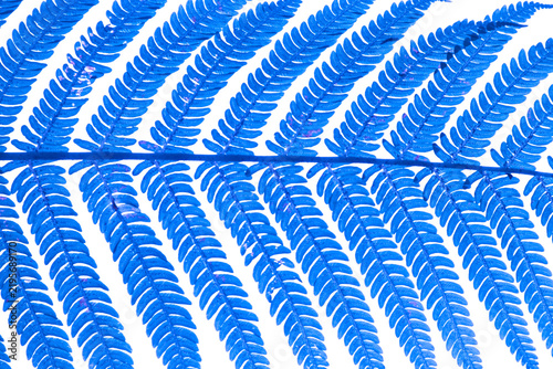 Blue fern leaf texture macro background isolated on transparent background