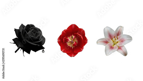 Set of Three Beautiful Different Flowers with Colorful Petals