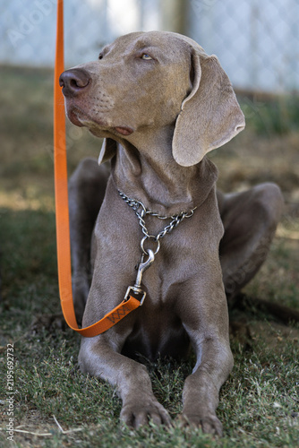Weimaraner dog resting on grass with leash