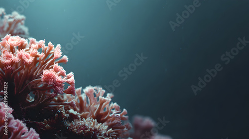 coral reef