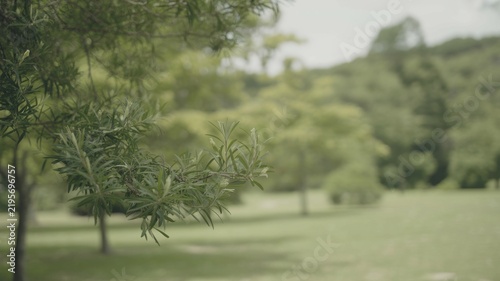 Delicate green leafy branch in soft focus garden, peaceful nature background with fresh foliage scene