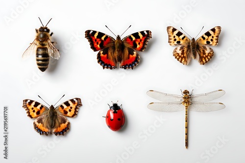 Various insects and bugs on white background