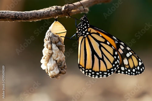 Monarch butterfly emerging from chrysalis on branch