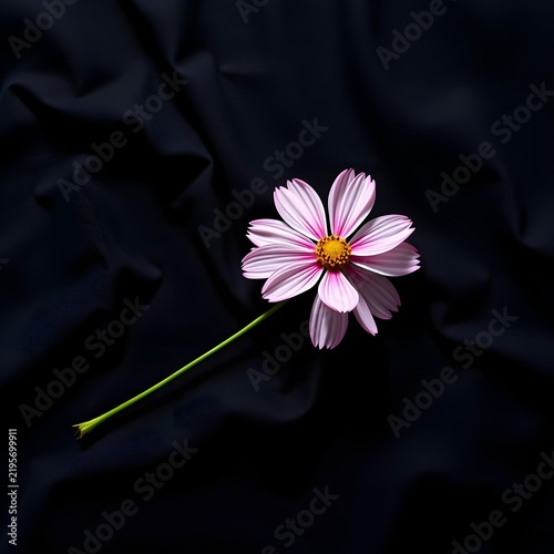 pink daisy flower