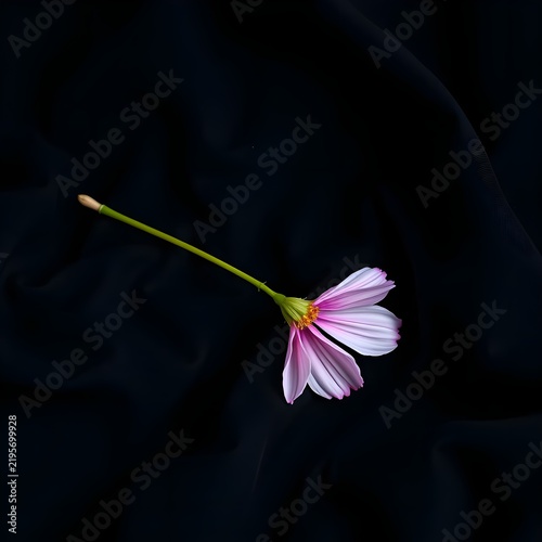 pink flower on black background