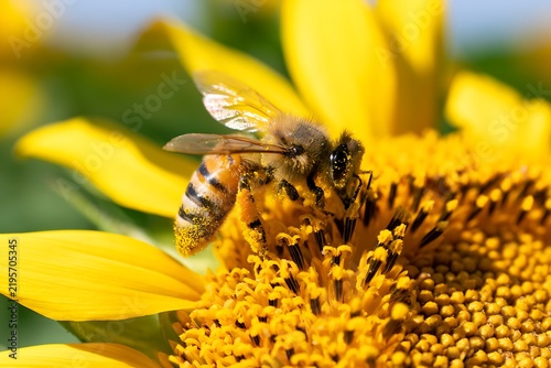 Honey bee collecting pollen on yellow sunflower