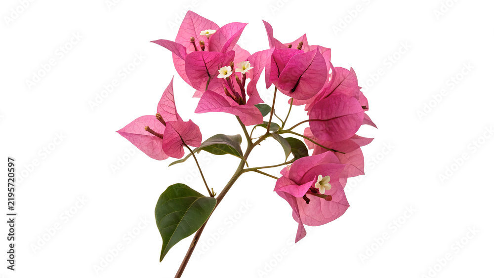 Fototapeta premium Branch of pink bougainvillea flowers blossom on dark background