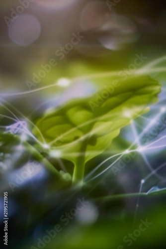 Blurred abstract greentech network on green leaves with glowing digital connections