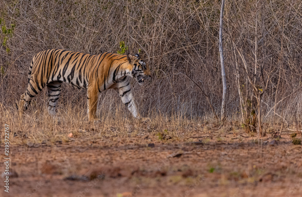 Fototapeta premium Tigress (Panthera tigris) walking in the jungle of panna.
