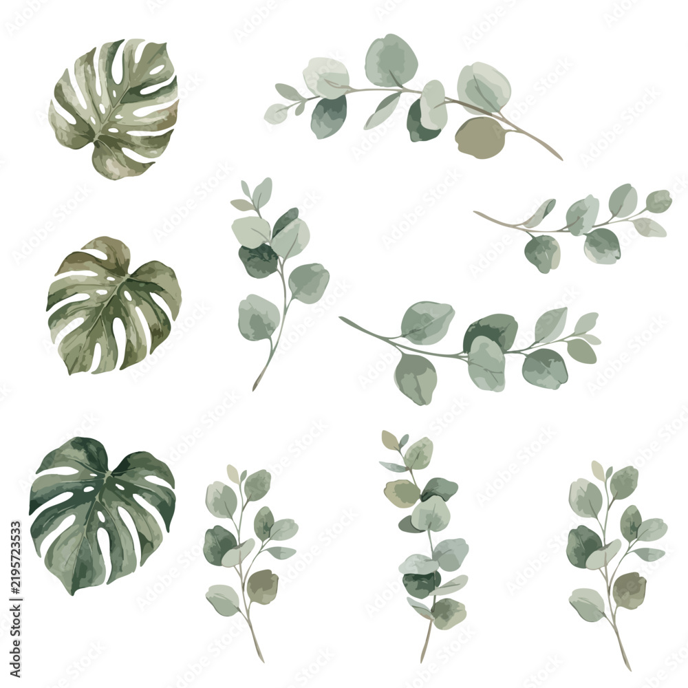 Obraz premium Set of watercolor eucalyptus branches and monstera leaves vector illustration, isolated botanical clipart elements in muted sage green for wedding invitations and boho design.