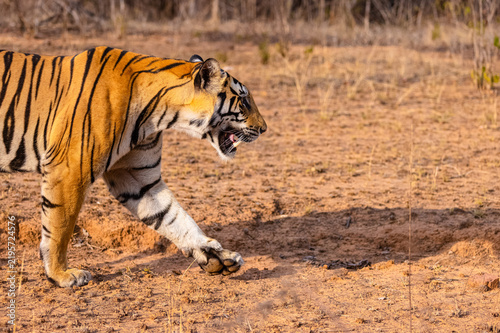 Tigress (Panthera tigris) walking in the jungle of panna.