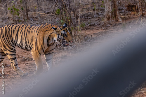 Tigress (Panthera tigris) walking in the jungle of panna.